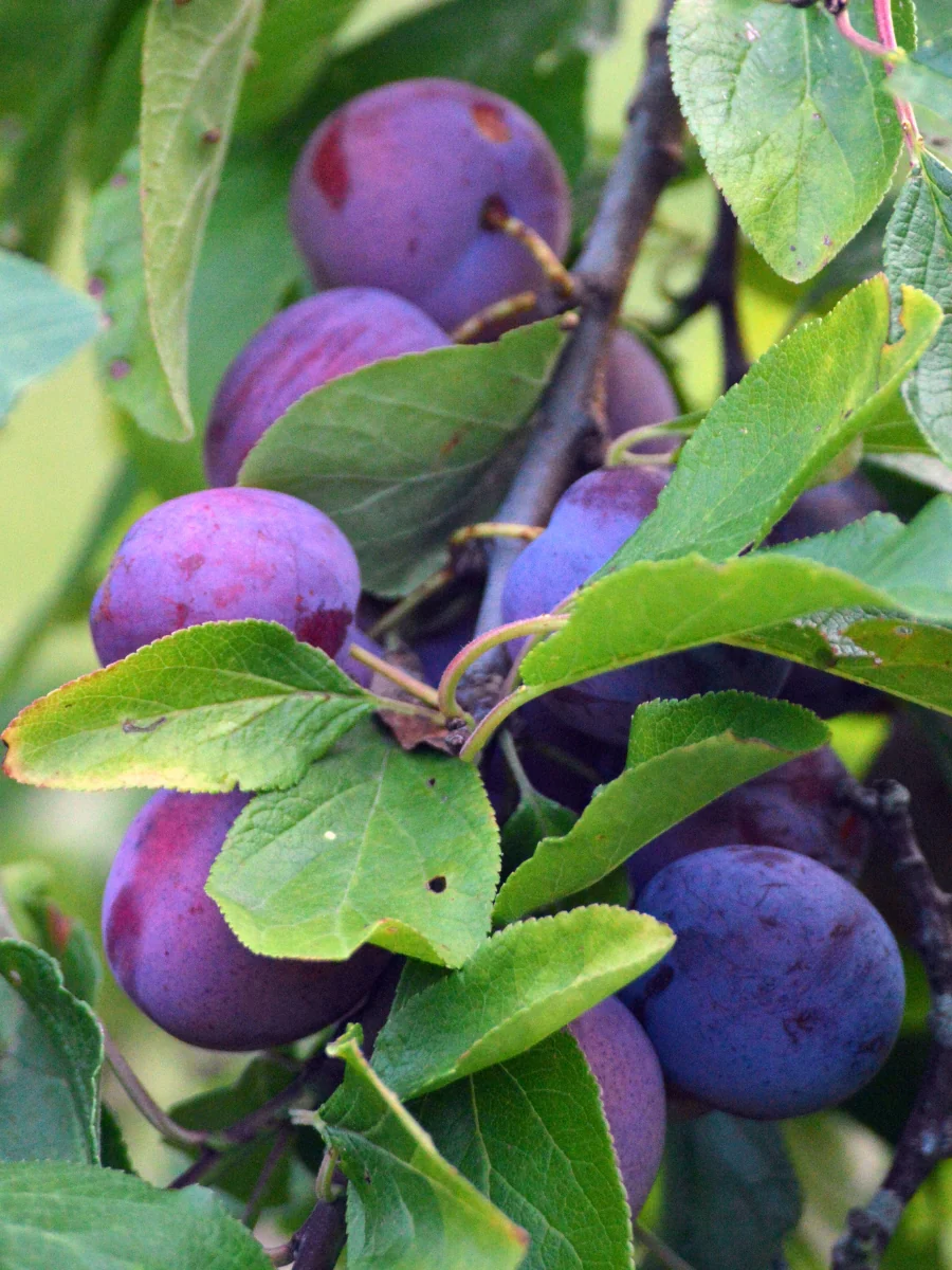 Rose and Fruit Tree Sale